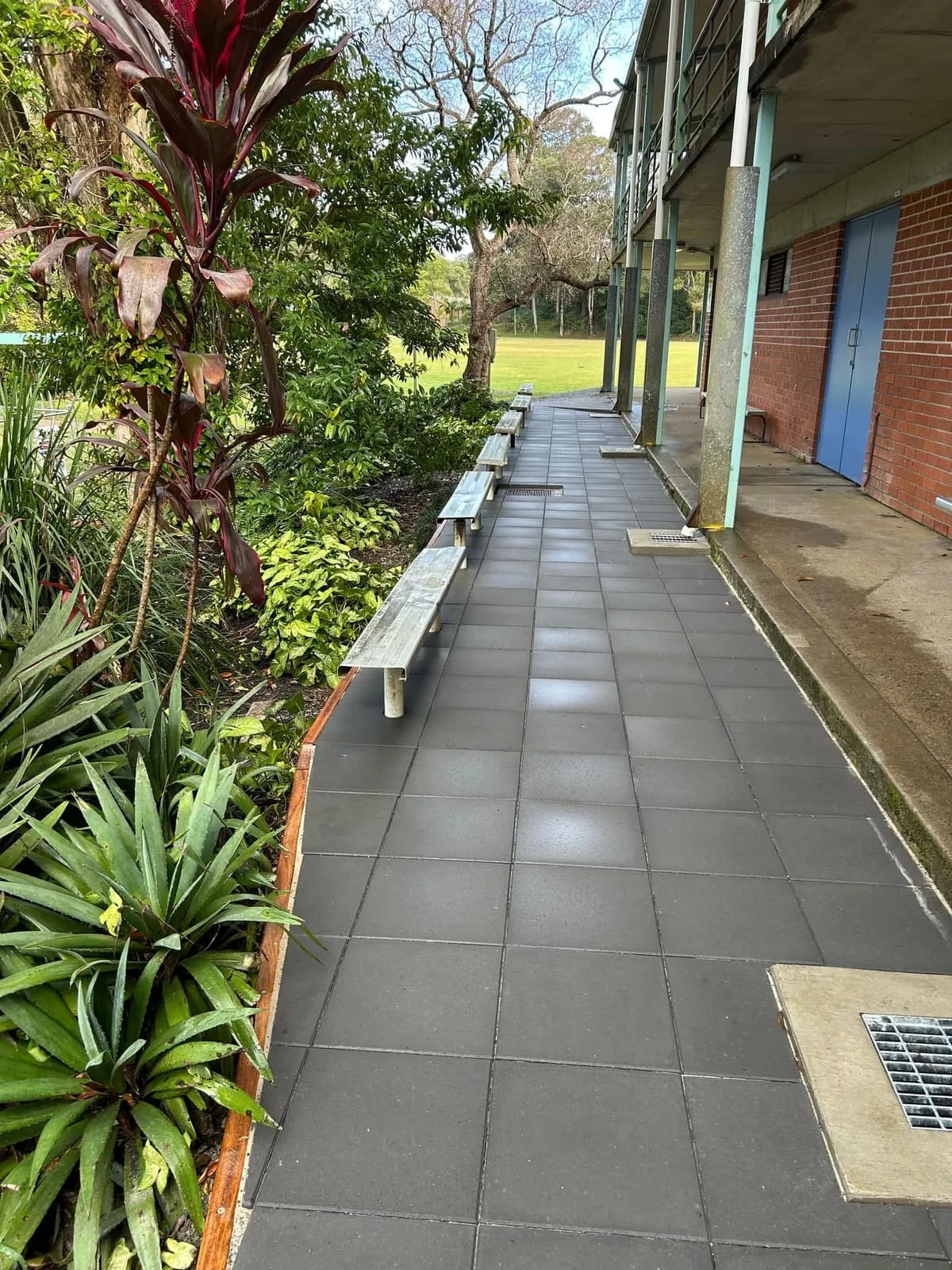 Established planting alongside the new paved walkway at Bellingen High School